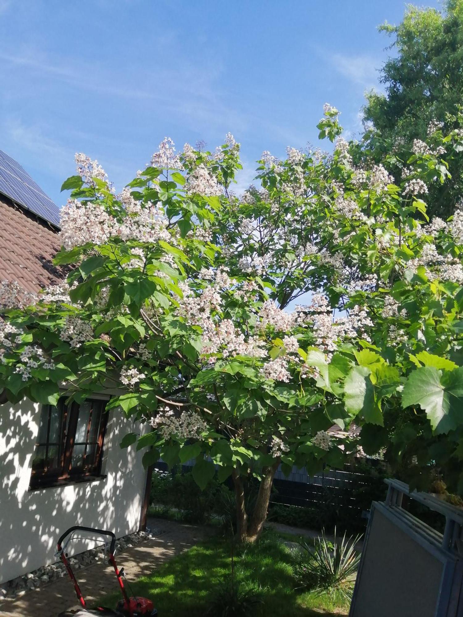 "Kleine Hedwig" Putbus Exterior foto